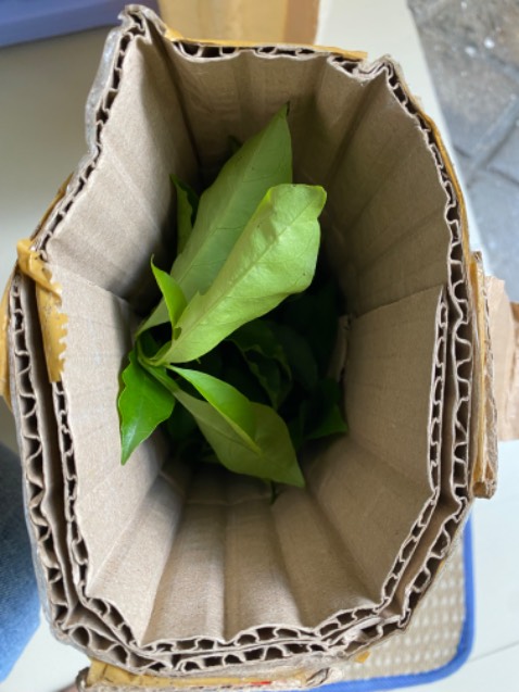 Cây khá là đẹp và đúng mới tả, gói rất kỹ và cẩn thận, rất đẹp, trông rất là trân trọng cái cây, bất ngờ nhất là giao từ Đồng Tháp đến HCM mà mới đặt chiều hôm trước là hôm sau nhận được ngay trong buổi sáng luôn ^^ anh shipper rất nhiệt tình thân thiện, đem vào tận nhà luôn :) Thanks all (còn lại là hãy xem mình có thể chăm ẻm được đến lúc ẻm ra hoa ko)