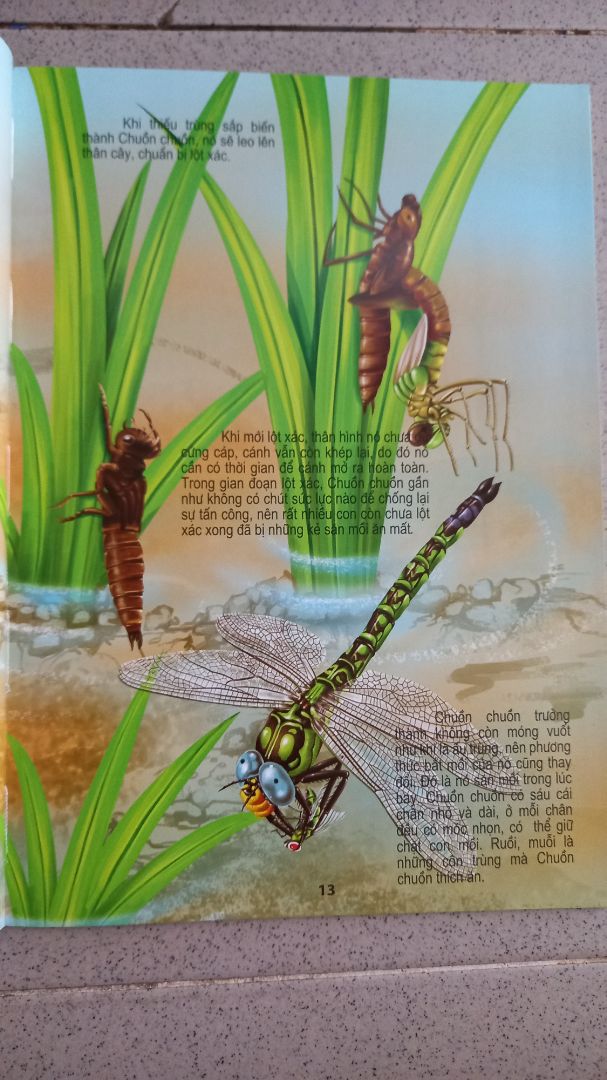 Sách màu đẹp, nội dung dễ hiểu, giúp bé dễ dàng tự học và nghiên cứu, khám phá về mội trường xung quanh.