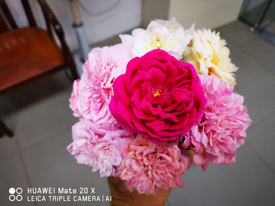 Thật ngạc nhiên! Mọi hôm mình chưng hoa hồng buổi chiều phải đem bỏ. Chiều nay hoa tươi như mới cắt. Thật đáng đồng tiền. Cảm ơn nhà bán rất nhiều!