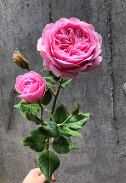 Bình thường ko như quảng cáo