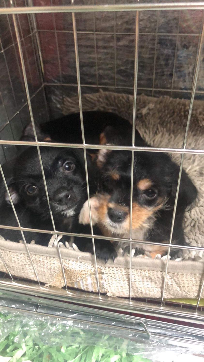 Trước Tết mua cho má chồng cái chuồng *** này, bà rất thích. Lúc mua giá 429k, mà freeship ra Đà Nẵng luôn. Chuồng loại to nhất nhốt được 3 em phóc: 1 mẹ và 2 con.