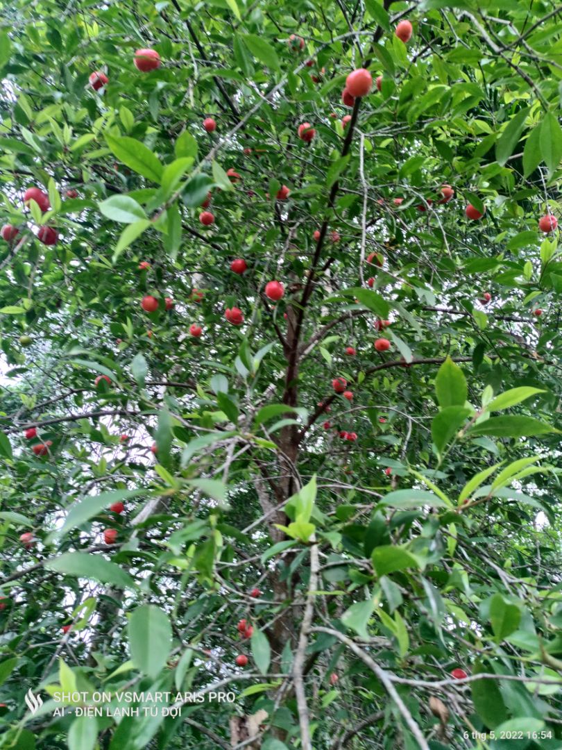 dàn ok. mới đẹp