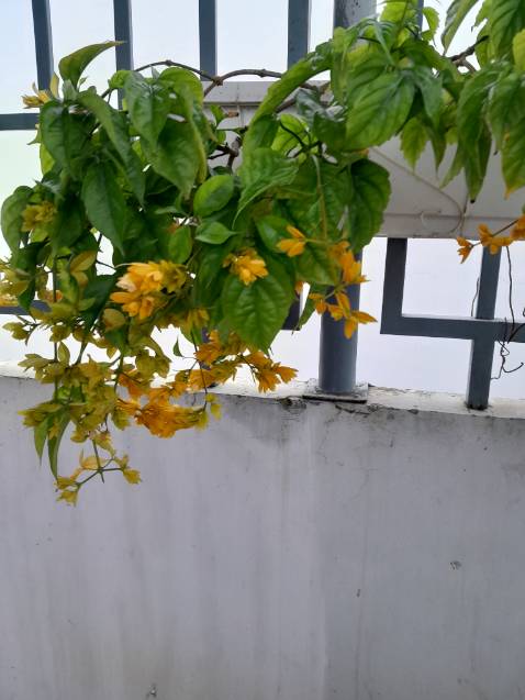 Cây đẹp dáng đẹp .thân cây lá rể đều tốt xanh shop rất nhiệt tình .nói chung là ti tưởng.