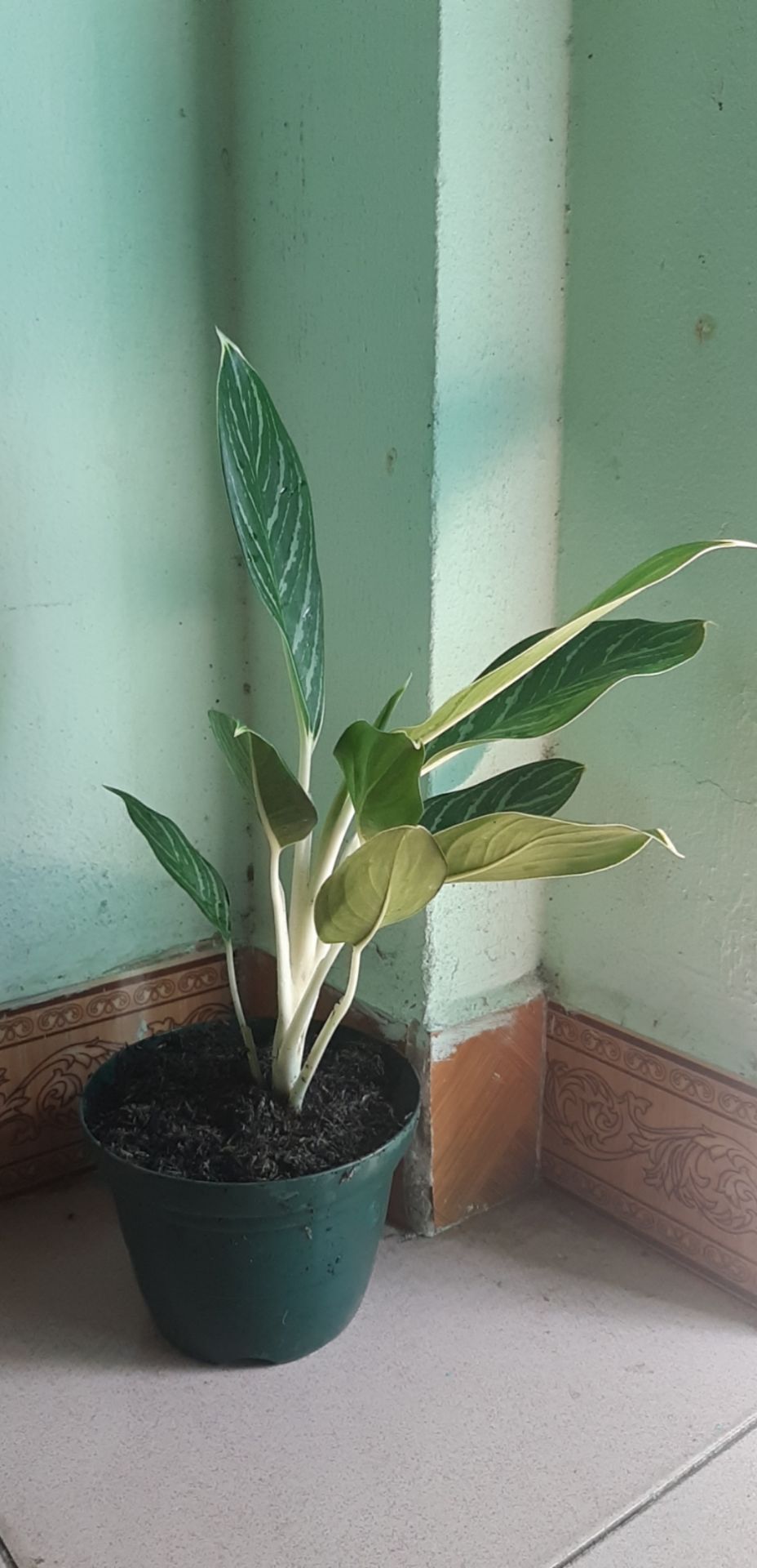 Shop gói kỷ, giao đến tay vẫn xanh tốt.