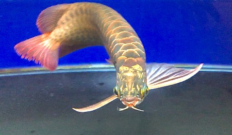 Hàng hãng rất chuẩn, gia công sắc sảo.