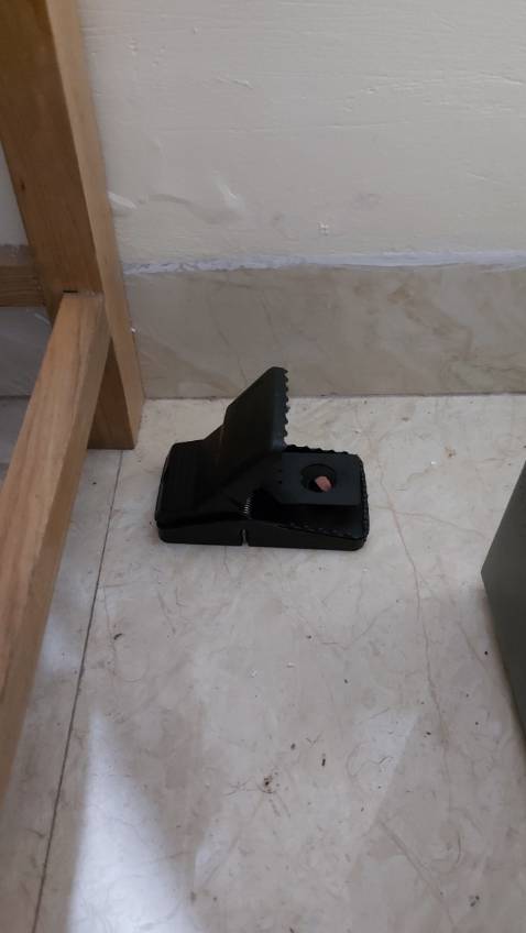 Chuột thành tinh rồi hay sao á!! Mồi mất mà cái bẫy vẫn không sao. Có đêm bắt dc 1 con mà nó kẹp 1 chút ở chân xong vẫn chạy mất