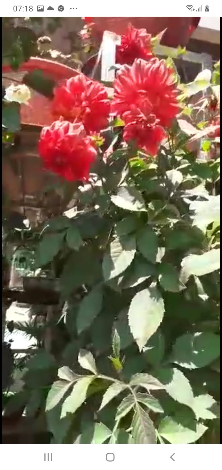 gia tot.dung nhu quang cao gia tot.dung nhu quang cao