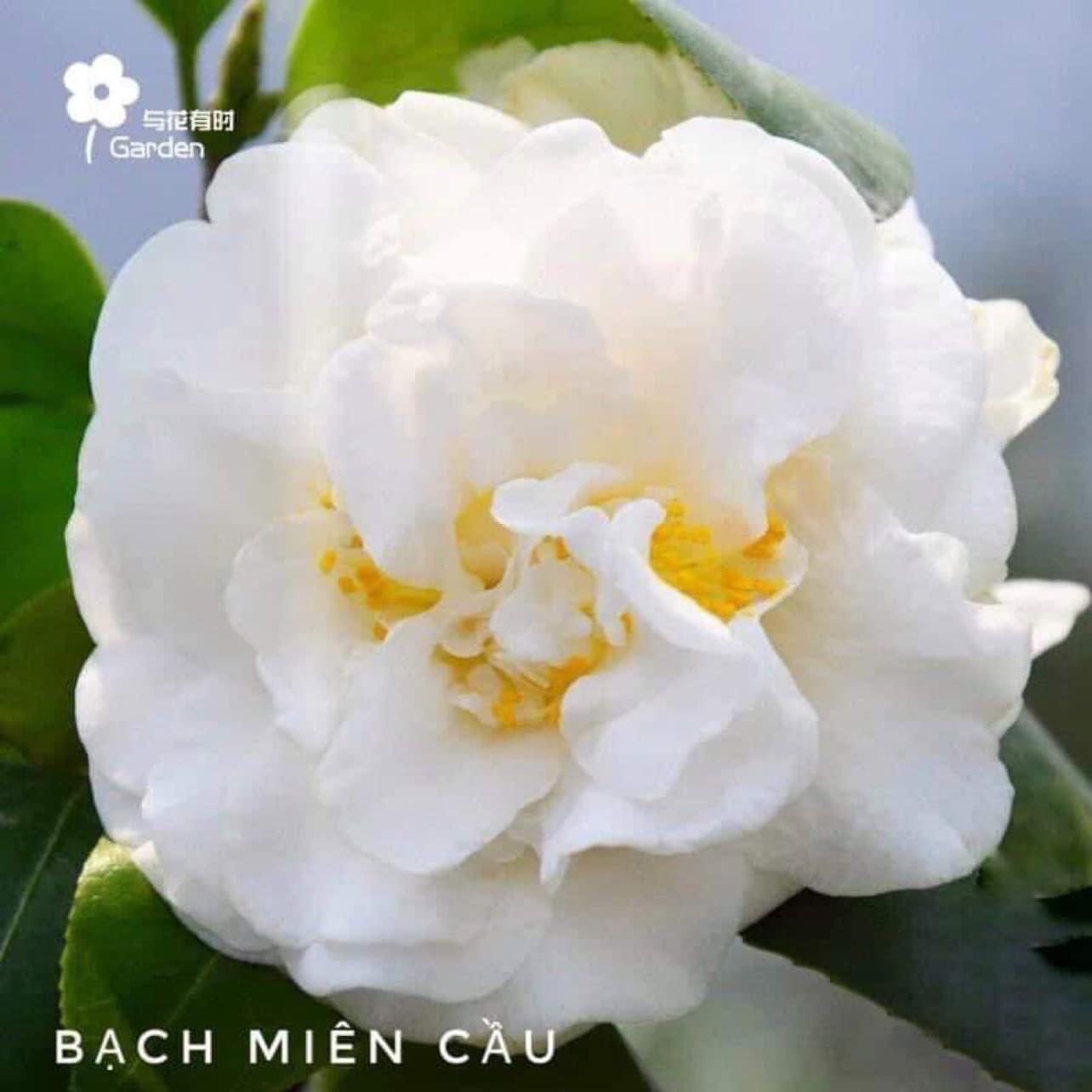 Gói cẩn thận, sạch đẹp