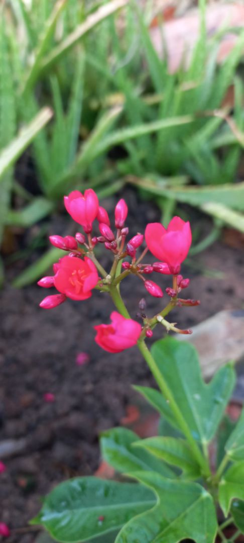 Cây xanh tốt có hoa đẹp