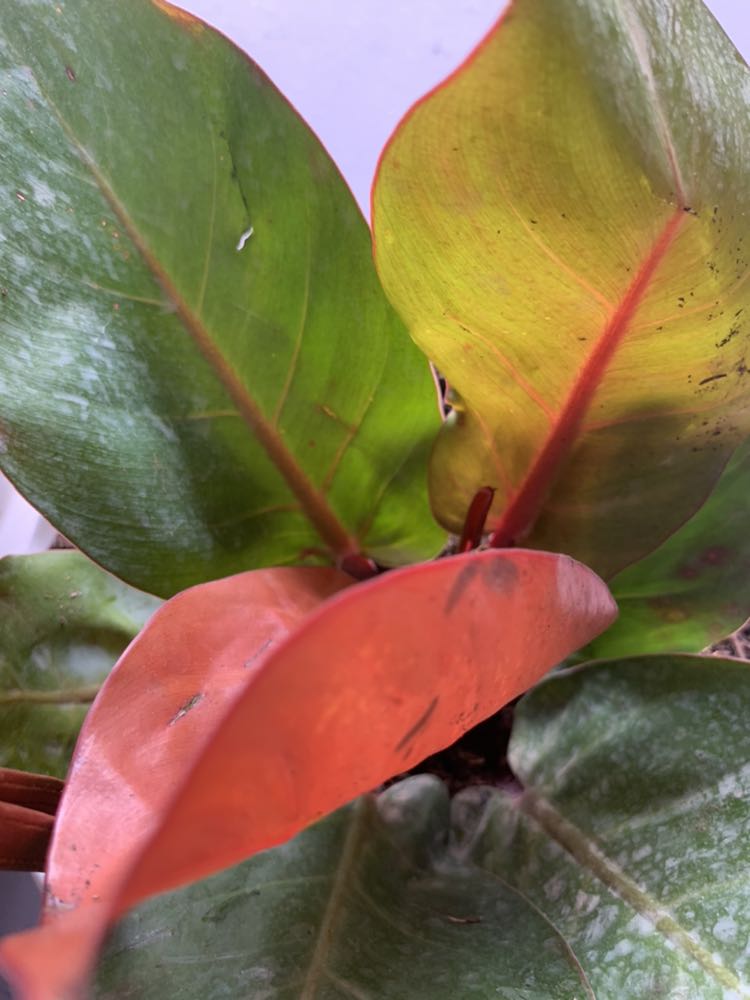 Đã nhận hàng . Shop giao hàng cực nhanh . Cây to khoẻ, hài lòng . Cảm ơn shop