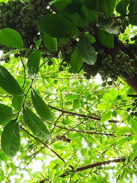 Quá thường. Nội dung quá thường, cơ bản. Không chi tiết.