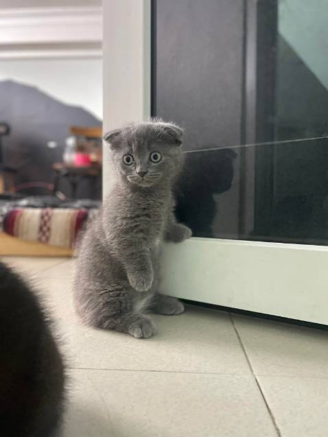 tiki giao hàng nhanh, đóng gói kĩ càng, mèo nhà mình rất thích loại này