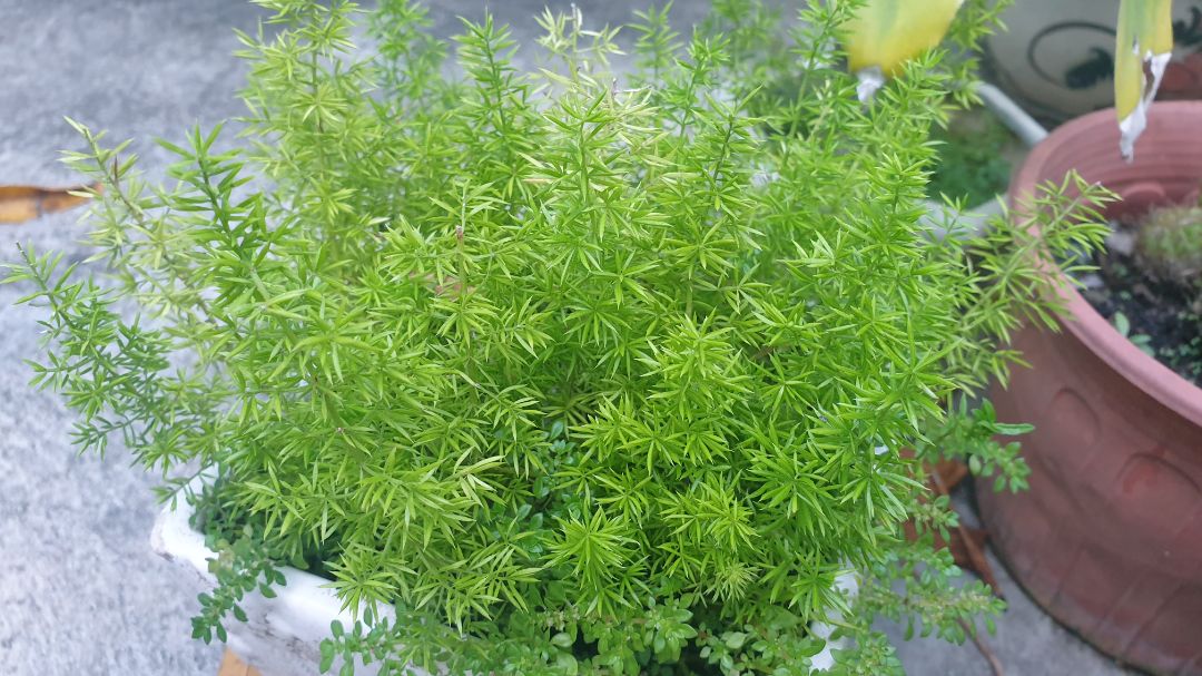 mùi hương tương đối dễ chịu, có các hạt để tẩy tbc, nhưng xài đc phân nửa thì ko sd nữa vì xà phòng tắm xong cảm thấy hơi khô da. nói chung ko hợp với mih lắm.