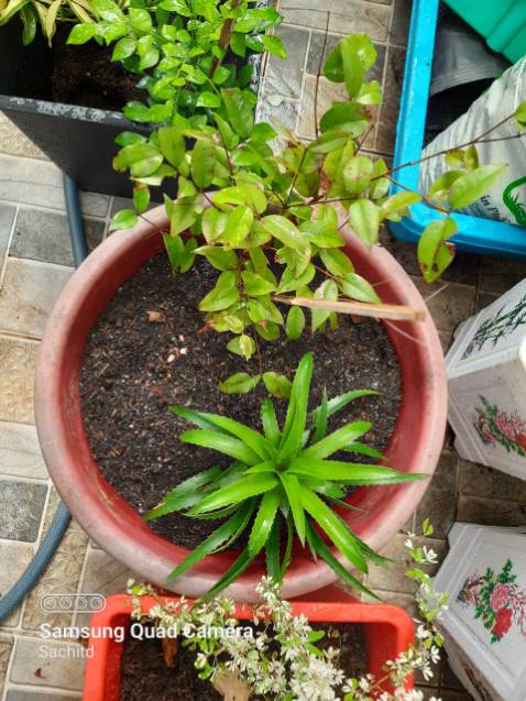 sản phẩm như hình