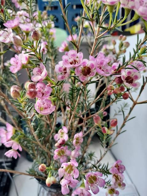 Sp tốt, giao hàng nhanh, chất lượng tuyệt vời! Mua hoài nên không cần đánh giá gì thêm
Hình ảnh mang tính chất nhận asa