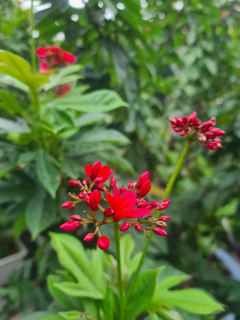 giao hàng nhanh, gói sản phẩm chắc chắn, lúc nhận sản phẩm nguyên vẹn. dầu gội thơm lắm ổn