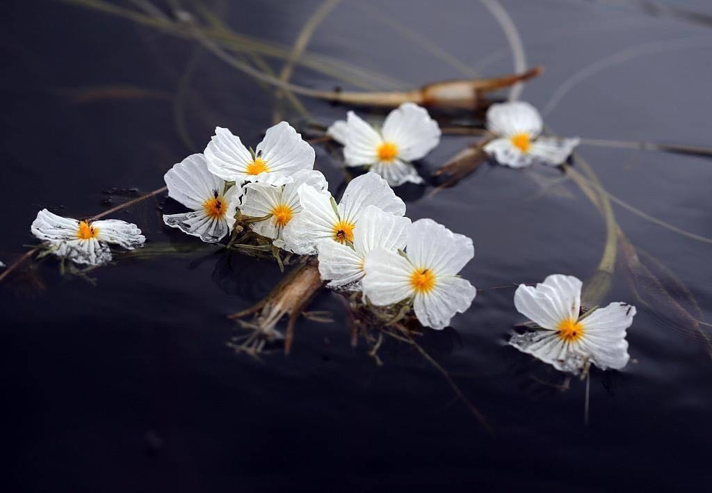 Hộp cờ hơi nhỏ so với hình dung của mình nhưng chất lượng xuất sắc nha. Các quân cờ cầm rất thích tay. Các điểm số in trên quân cờ sắc nét, chất lượng. Sẽ mua thêm bộ nữa