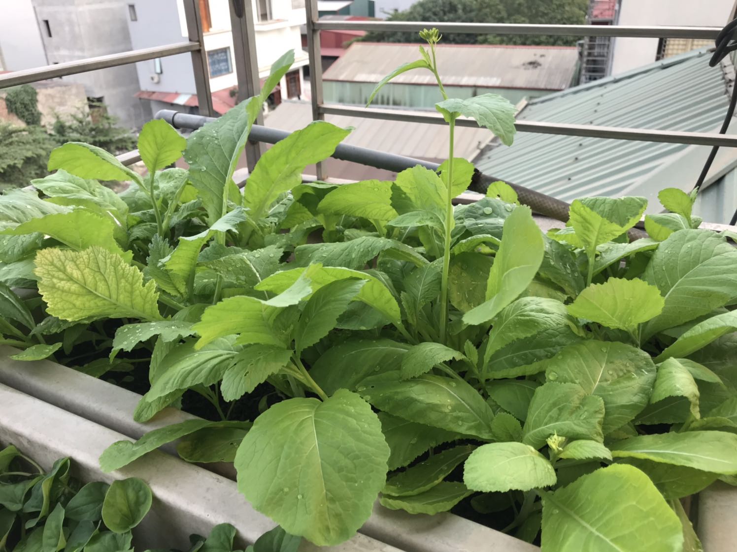 Phân này dùng tốt, mình đã trồng rau màu hữu cơ nhà mình, nếu nhà bạn nào ko có phân gà hoai mục thì túi phân này cũng tương tự nó, chỉ cần trộn thêm tro trấu làm đất, bón lót đều ok...