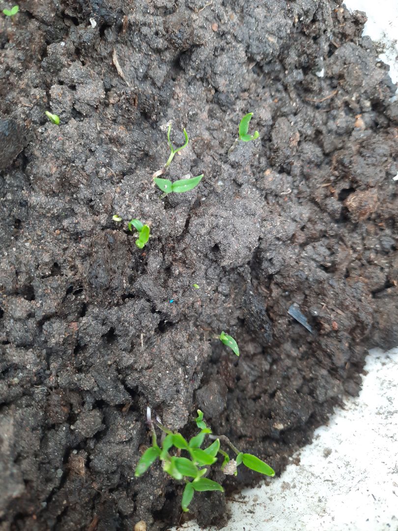 đã nhận hàng.. tuy giao hơi chậm trể một chút nhưng cũng đã nhận. cảm ơn shop và tiki