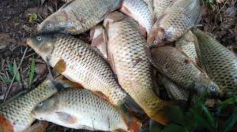 Đẹp chất lượng rất tốt đóng hàng chuẩn mượt mình cho 5 sao