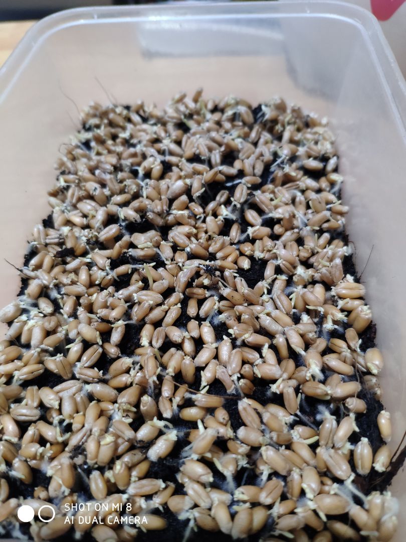 Hi, em miu nhà mình khoái lắm lun, em cún thì có ngắt vài miếng ùi thui.
Bịch hạt giống gieo lên rất năng suất lun, Thanks Shop and Tiki!