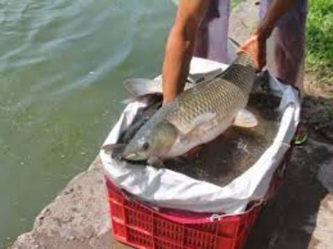 Tốt hoàn hảo nhưng tại vì cái tai quay hơi yếu nên chải nghiệm ko được tốt