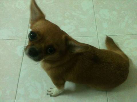 ĐÃ MUA THÊM MÁY ĐO HUYẾT ÁP. NHIỆT TÌNH.