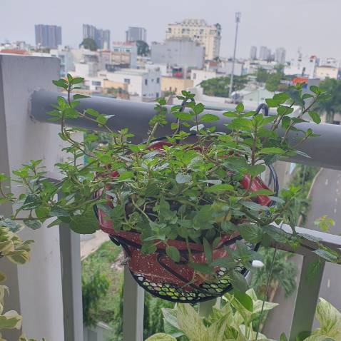 Mua cho con trai chơi game
Nó nói tốt thì là tốt