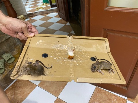 Đã đặt bẫy rất hiệu quả, 1 được 2 !