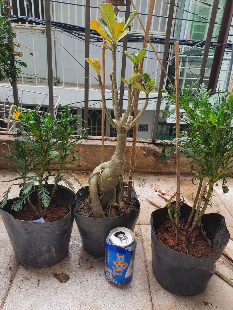 giao hàng nhanh, cây tươi, giá hợp lí