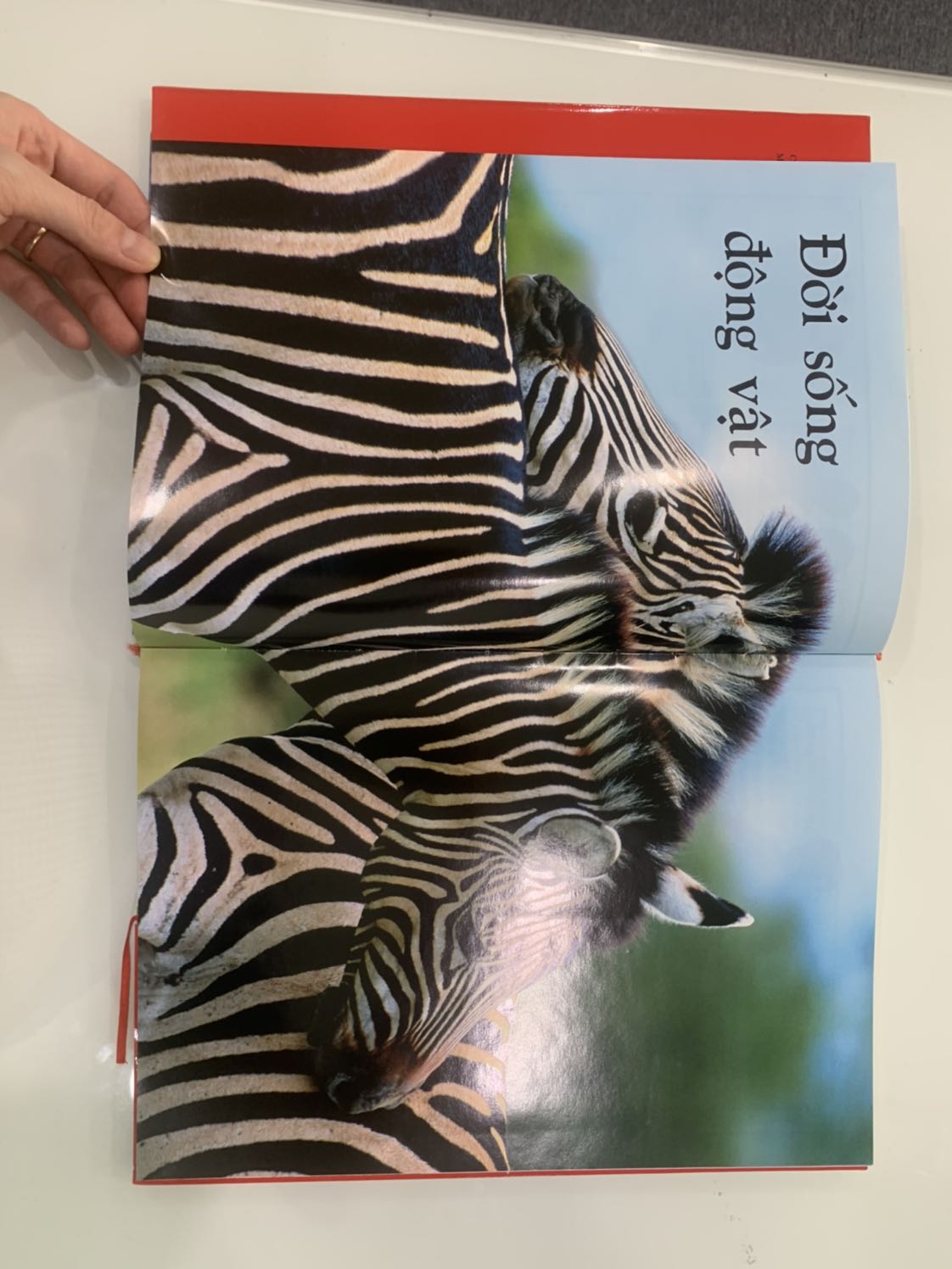 sách dày, đẹp, giá tốt mong là bé sẽ thích