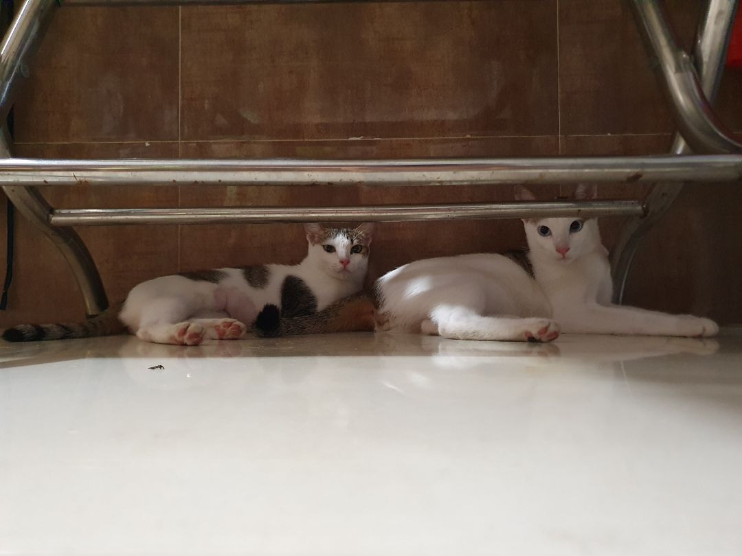 Mua Tiki hay có mã giảm giá 50k. Mua shop nhiều lần, đóng gói tốt, hsd còn dài.