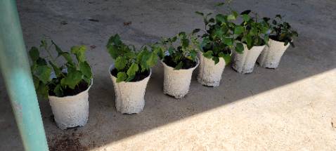 Gửi hàng nhanh, đóng thùng cẩn thận, cây khỏe, chỉ biết được hai cây có hoa là đúng yêu cầu, còn lại chờ tiếp ...