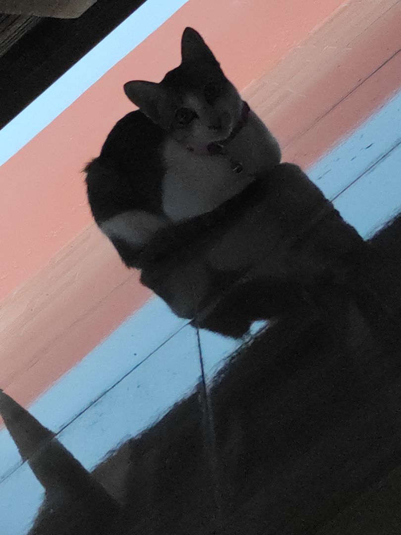 Hơi rộng, phải tìm cách thu nhỏ lại mới đeo vừa cho mèo. Đè nó ra đeo xong nó sợ mình luôn