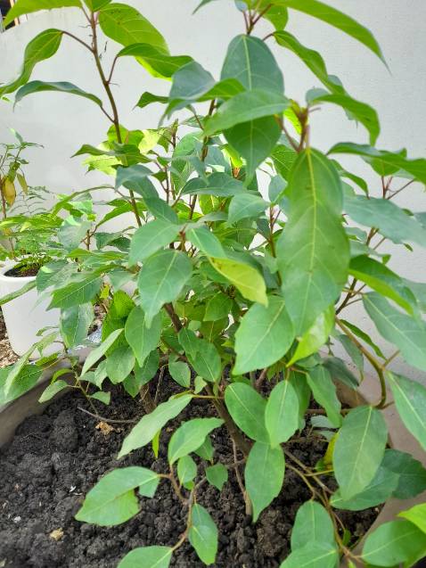 Cây đẹp
Đóng gói chắc chắn.