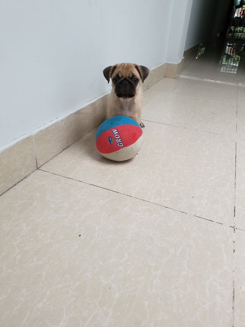 Bạn *** nhà mình thường hay dễ ngán đối với thức ăn dạng hạt, mình phải mua nhièu loại để luân phiên thay đổi cho bạn ấy. Tuy nhiên, bạn ấy khá là thích thương hiệu này, sản phẩm dạng hạt, pate ban ấy đều rất thích, giá cả của hãng này cũng tốt và trên tiki còn tốt hơn nữa.