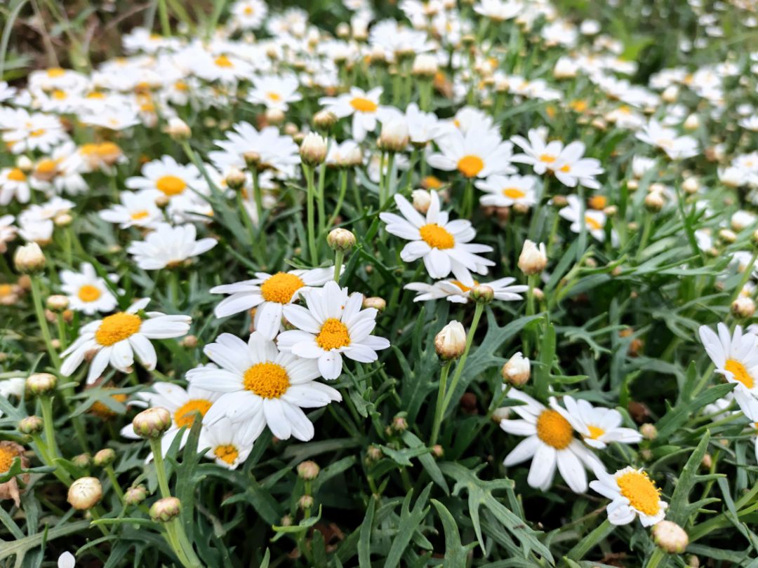 ốp dễ mang, khó tháo. ôm máy, dt có dán da hay decal thì hay bị tróc khi tháo ốp ốp dễ mang, khó tháo. ôm máy, dt có dán da hay decal thì hay bị tróc khi tháo ốp