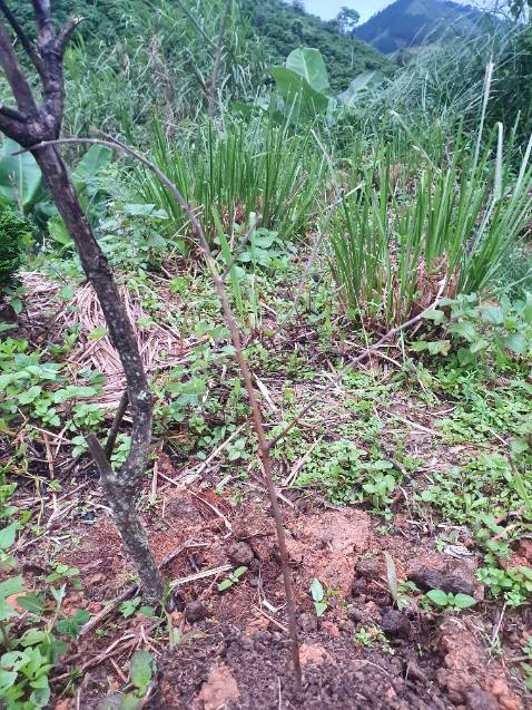 Giao cây gần chết. Shop bảo trồng đi. Đợi mấy ngày cây chết nhắn tin ship im luôn Giao cây gần chết. Shop bảo trồng đi. Đợi mấy ngày cây chết nhắn tin ship im luôn