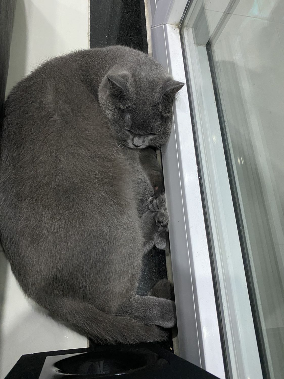 Mèo nhà mình như này thì biết hạt chất lượng như thế nào rồi phải không cả nhà