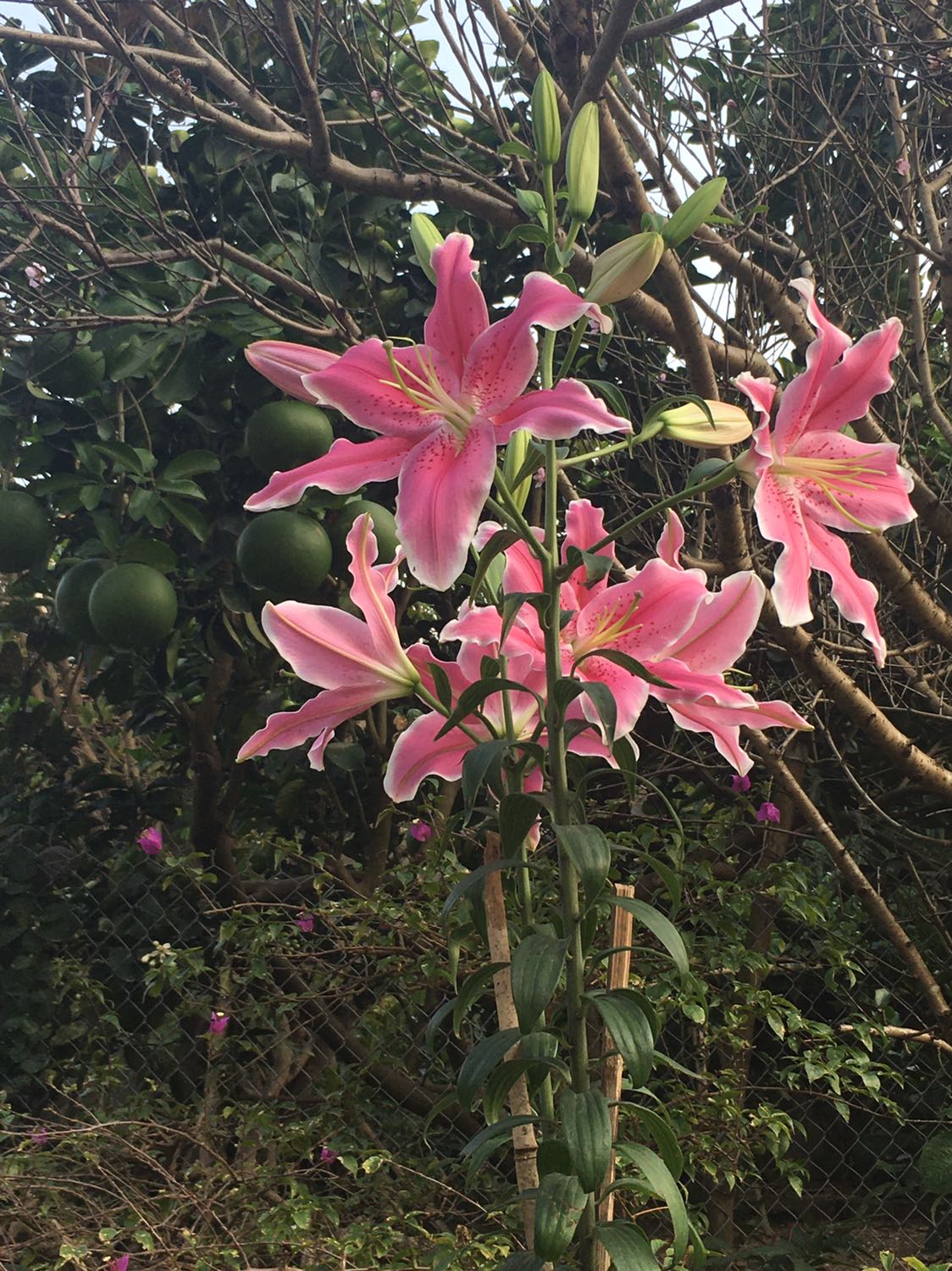 Đã nhận hàng đúng như hình ảnh đẹp và chất lượng.giao hàng nhanh