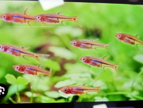 Trình bày dẽ hiểu, hình ảnh minh hoạ sắc nét, chữ to dễ học