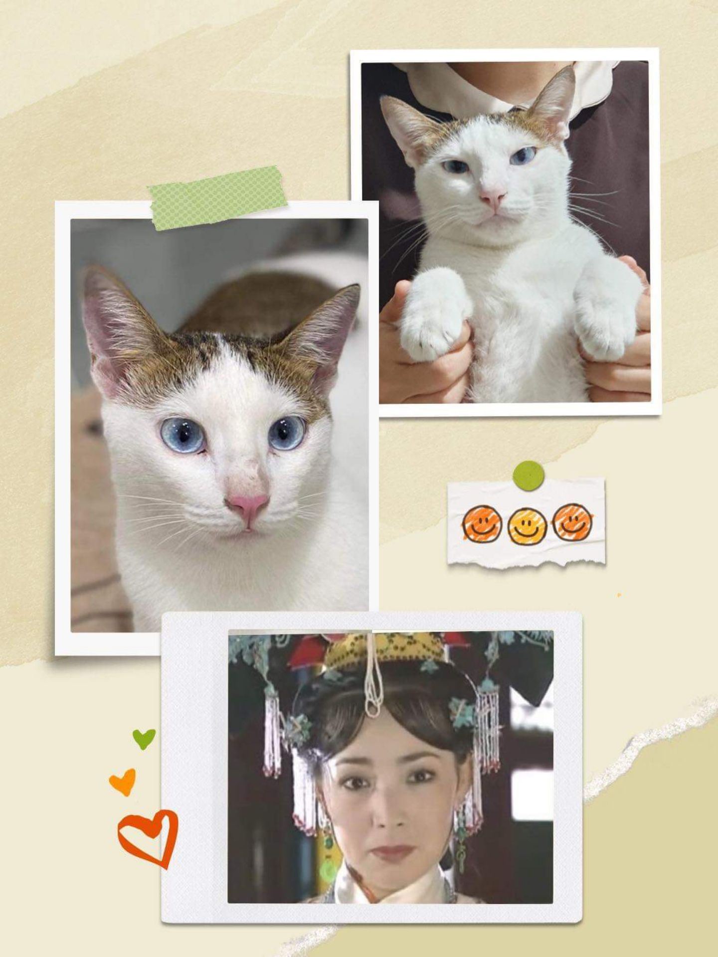 hsd xa, giao nhanh, giá ok. mèo ăn hạt loại này sống thọ.