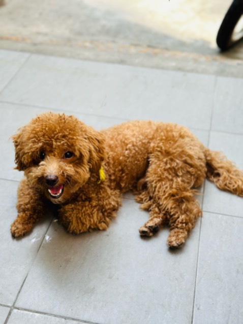 Mua dùm. Đóng gói ổn