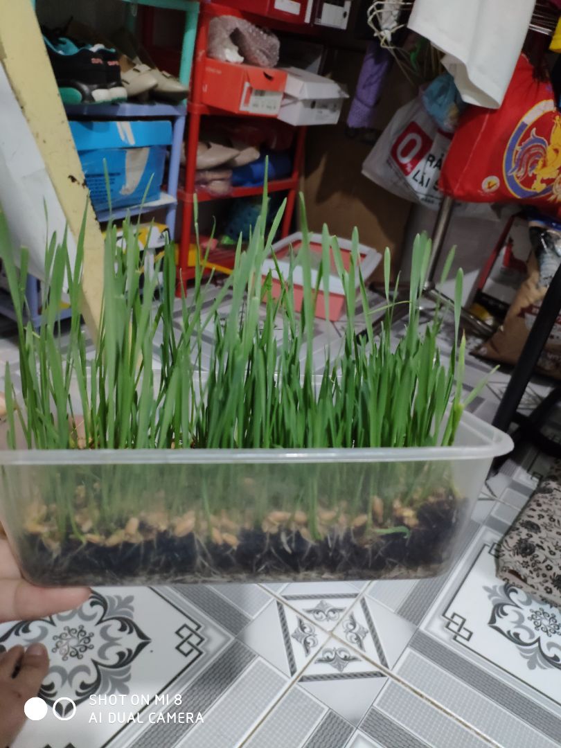 Hi, em miu nhà mình khoái lắm lun, em cún thì có ngắt vài miếng ùi thui.
Bịch hạt giống gieo lên rất năng suất lun, Thanks Shop and Tiki!