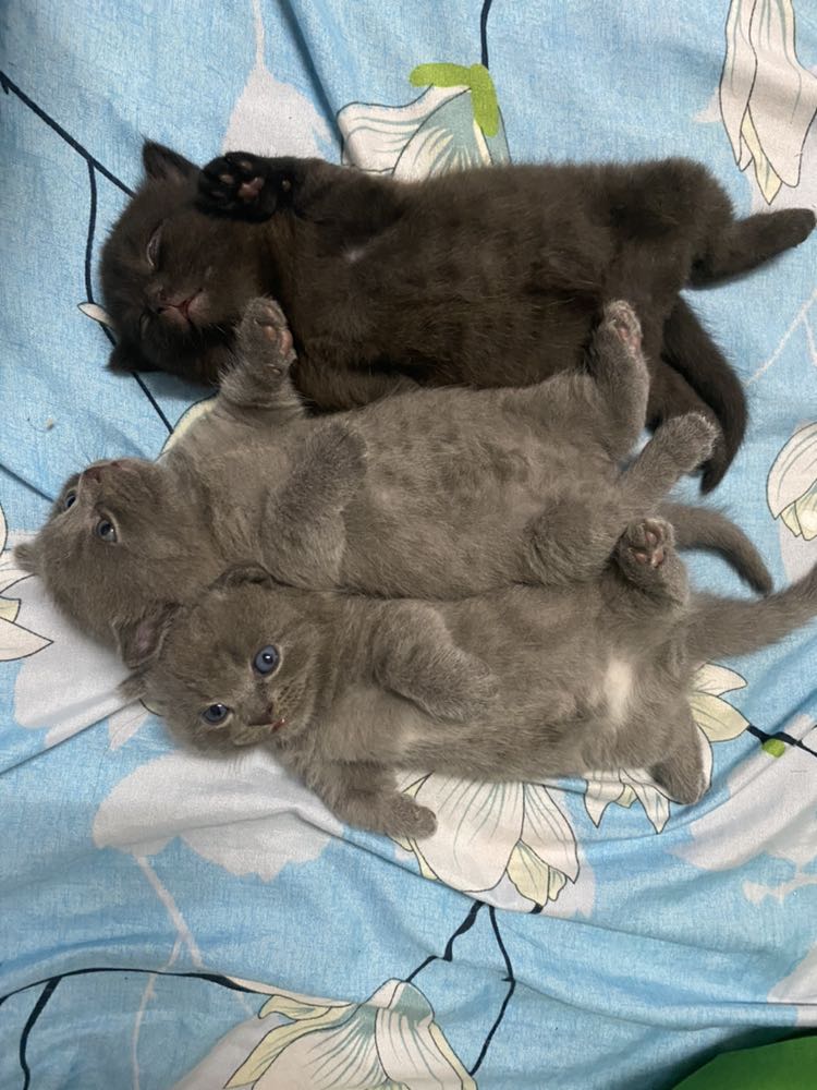 Cực thích dòng Gravy vì nó là sốt nên có thể mix với Hạt giúp bé ngon miệng hơn