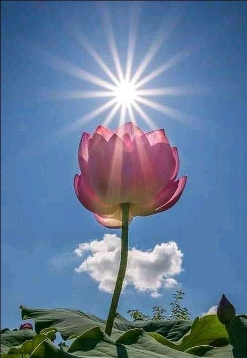 vải ok.kieu đẹp.nên mua