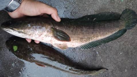 giống vd mô tả hàng đẹp chất kuonwgj đánh giá 5 sao