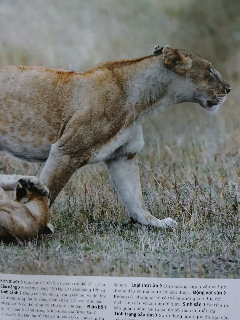 Cuốn sách tuyệt vời cho thiếu nhi, hình ảnh đẹp, chân thật, giấy tốt, cung cấp kiến thức bổ ích về các loài động vật