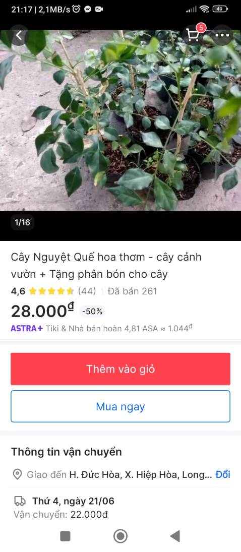 Đóng gói kỷ cây tốt thơm rất thích