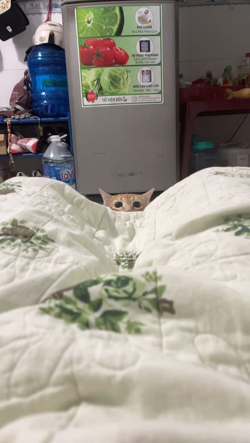 bìa sách phía sau bị rách. trên bìa nhiều vết xướt, nhìn cứ như sách cũ. mình biết là mình mua sách sale nhưng mà nhìn quyển sách buồn thật. cái bìa in con *** dễ thương vậy mà xướt tùm lum. giận hết sức nên cho 3 sao.
giấy màu vàng, đọc không bị nhức mắt, chữ in rõ nét.